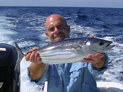 Skipjack Tuna.